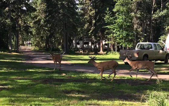 Dore Lake Michel Point Campground Amazing Fishing and Camping